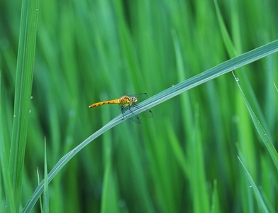 昆虫-微距-生态-节肢动物-昆虫 图片素材