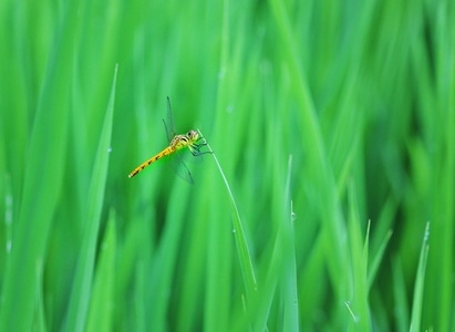 昆虫-微距-生态-蜻蜓-昆虫 图片素材
