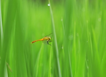 昆虫-微距-生态-蜻蜓-昆虫 图片素材