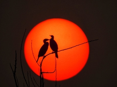 你好2020-孟州-自然-鸬鹚-鸟 图片素材