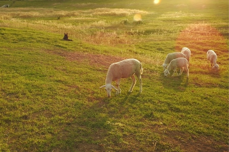 自然-风光-人文-纪实-牧羊 图片素材