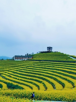 旅行-杭州-风景-油菜花田-黑山顶 图片素材