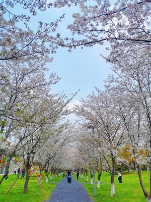 旅行-生活-风景-树-树木 图片素材