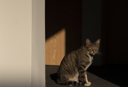 猫-厦门-春天-宠物-阳光 图片素材