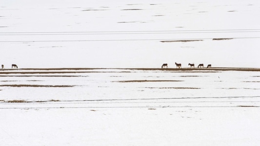 西藏-雪地-雪山-野驴-牦牛 图片素材