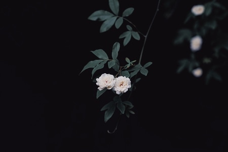 黑色背景-木香花-植物-花朵-花开 图片素材