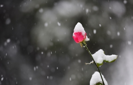大雪-花-浪漫-唯美-月季 图片素材