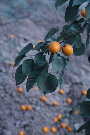杏-甜杏-成熟-水果-果实 图片素材