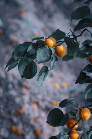 杏-甜杏-成熟-水果-果实 图片素材