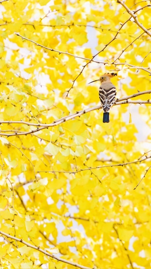 戴胜鸟-银杏树-黄色-金黄-明亮 图片素材