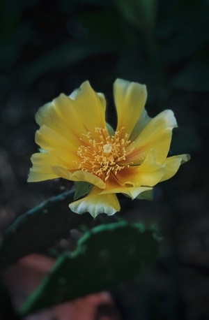 南通市-手机摄影-iphone-仙人掌-花 图片素材