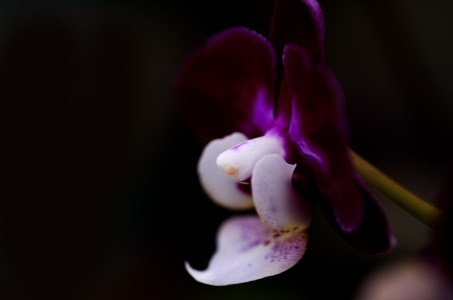 微距-蝴蝶兰-花-花卉-花蕊 图片素材
