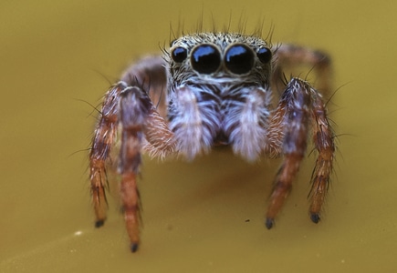 自然-蜘蛛-动物-节肢动物-复眼 图片素材