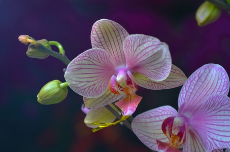 自然-蝴蝶兰-花-花朵-花卉 图片素材