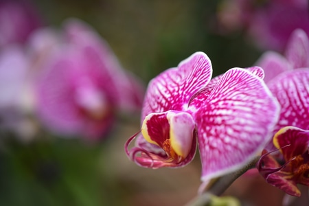 自然-蝴蝶兰-花-鲜花-花卉 图片素材