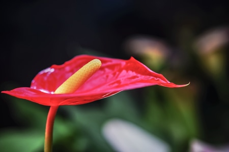 自然-花卉-花-花卉-马蹄莲 图片素材