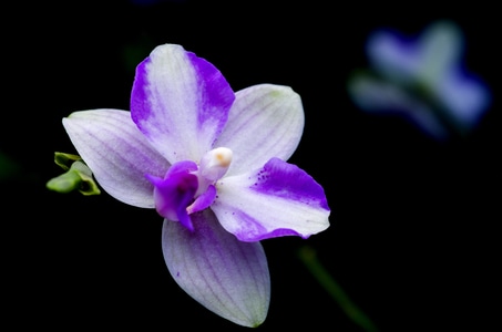 自然-花卉-花卉-花-蝴蝶兰 图片素材