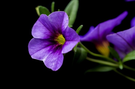 自然-花卉-花-花卉-花朵 图片素材