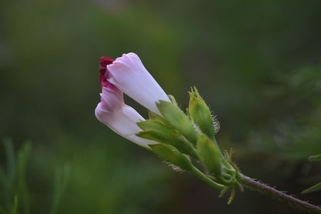 自然-花卉-牵牛花-花-白花 图片素材