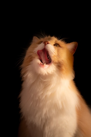 猫咪-橘猫-布偶猫-宠物-猫 图片素材