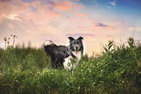 边境牧羊犬-萌宠写真-狗-宠物-边境牧羊犬 图片素材