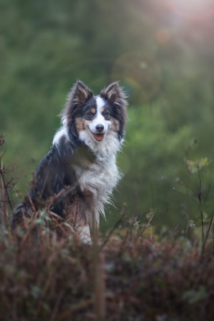 边境牧羊犬-萌宠-森林精灵-萌宠-边境牧羊犬 图片素材