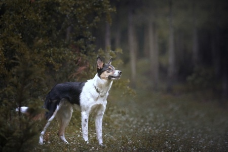 边境牧羊犬-打卡-牧羊犬-动物-边境牧羊犬 图片素材