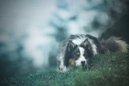 边境牧羊犬-萌宠-动物-狗-宠物 图片素材