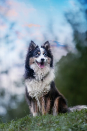 边境牧羊犬-萌宠-边境牧羊犬-牧羊犬-动物 图片素材