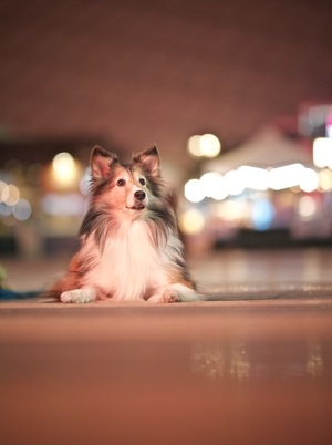 萌宠写真-呆萌-动物-狗-宠物 图片素材