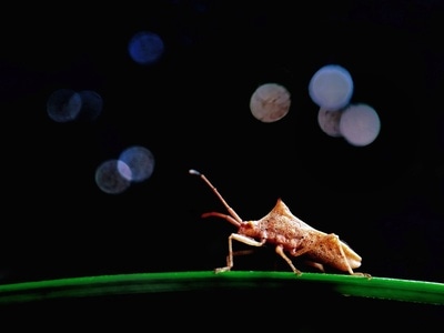 手机-微距-自然界-蝽-昆虫 图片素材