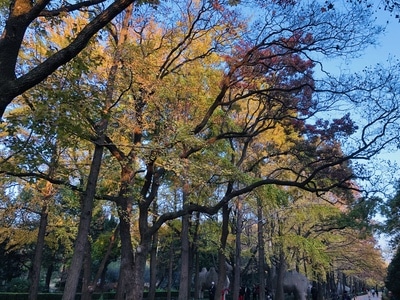 风景-南京-植物-手机摄影-手机 图片素材