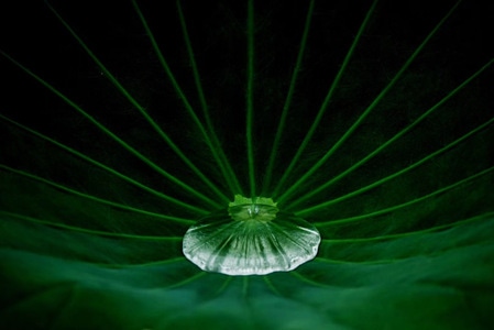 露珠-荷-自然-晨-水珠 图片素材