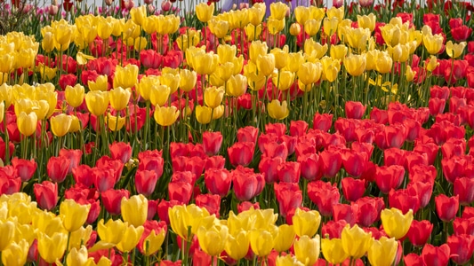内江-风景-春天-花-鲜花 图片素材