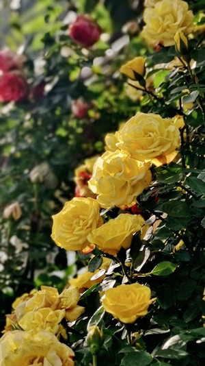生活记录-图蓝丹-华为-手机摄影-花卉 图片素材