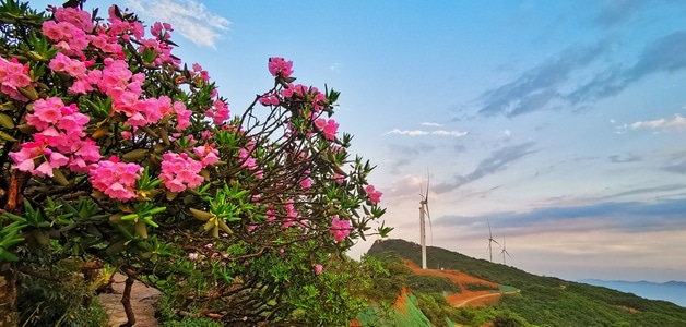 生活记录-五月你好-手机摄影-华为-自然风景 图片素材