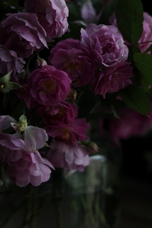 图蓝丹-生活记录-五月你好-花-花朵 图片素材