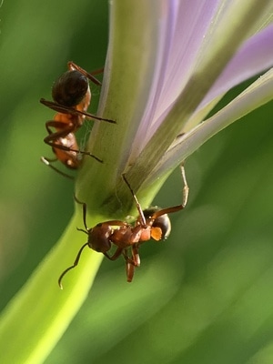 微距🐛-🐜-蚂蚁-昆虫-动物 图片素材