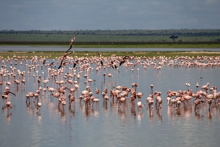 旅行-非洲-肯尼亚-安博塞利国家公园-火烈鸟 图片素材