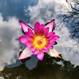 莲花-倒影-手机拍摄-莲花-花 图片素材