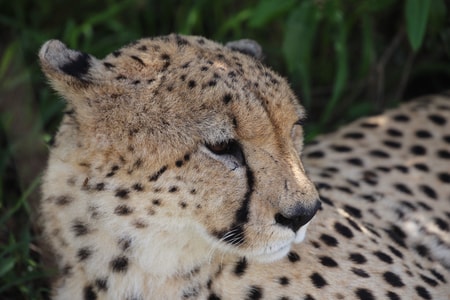 猎豹-非洲-旅行-猎豹-猫科动物 图片素材