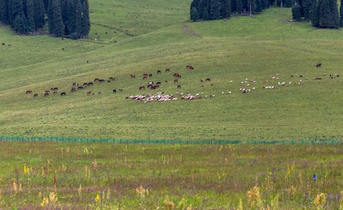 牧场-牛羊-马-草原-风景 图片素材