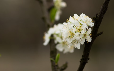春景-花卉-花-花朵-植物 图片素材