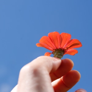 小记-生活-花-花朵-鲜花 图片素材