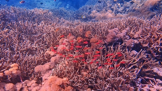 潜水-水肺潜水-巴厘岛-旅行-水下摄影 图片素材