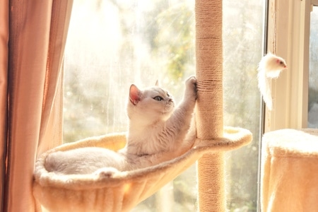 萌宠写真-宠物-猫-猫-猫咪 图片素材