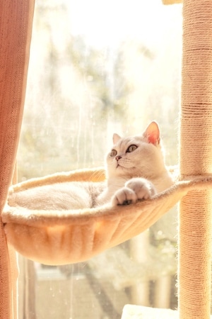 萌宠写真-宠物-猫-猫-猫咪 图片素材