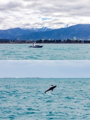 旅游-新西兰-新西兰旅游-鲸鱼-海豚 图片素材