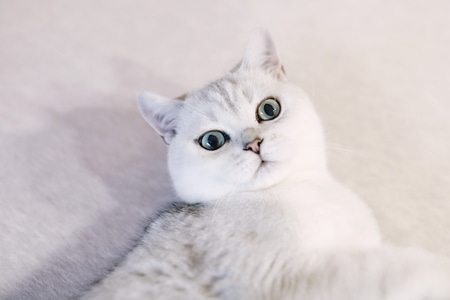 萌宠-猫-可爱-猫-猫咪 图片素材