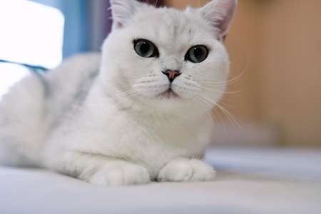 萌宠-猫-可爱-猫-猫咪 图片素材